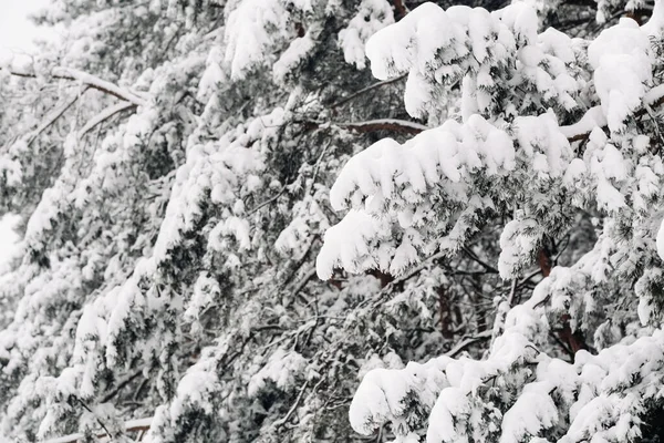 Floresta Inverno Com Árvores Cobertas Neve Inverno Muita Neve Nas — Fotografia de Stock