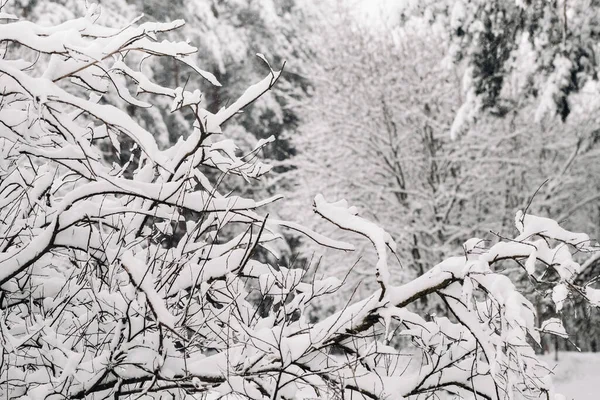 Floresta Inverno Com Árvores Cobertas Neve Inverno Muita Neve Nas — Fotografia de Stock