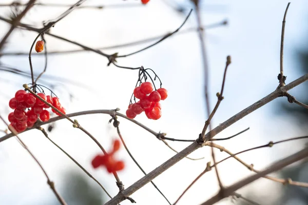 Bacche Viburno Rosso Opaco Appese Rami Albero Una Gelida Giornata — Foto Stock