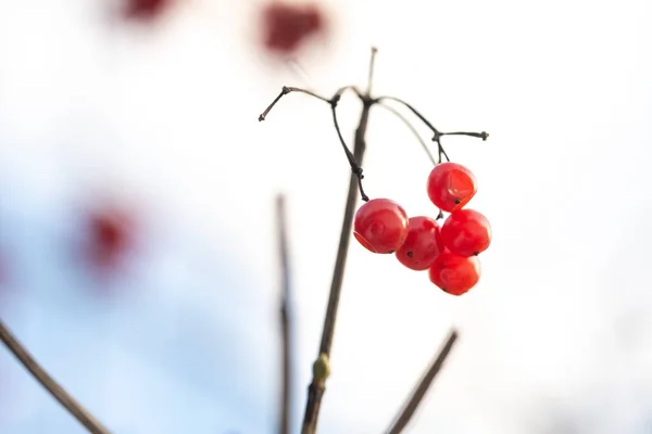 Matte Vörös Viburnum Bogyók Lógnak Ágak Egy Fagyos Téli Napon — Stock Fotó