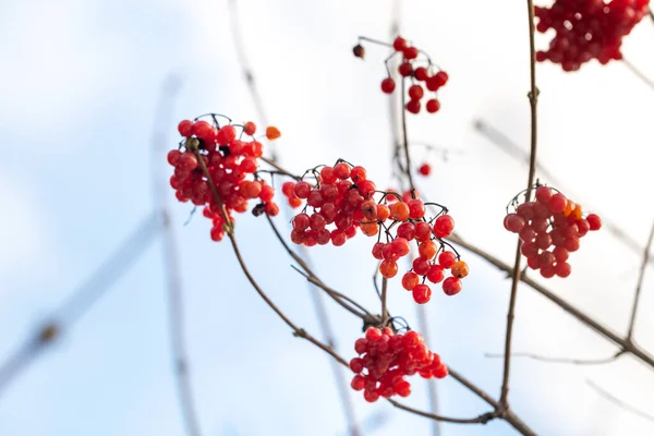 霜の多い冬の日には 赤いビブラムベリーが木の枝にぶら下がっています — ストック写真