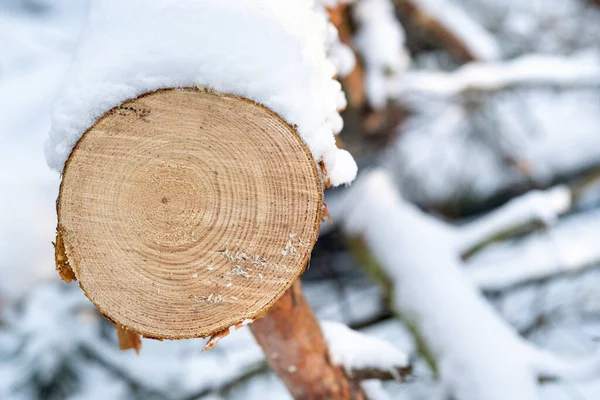 Corte Liso Uma Árvore Uma Floresta Inverno — Fotografia de Stock