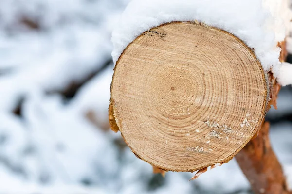 Corte Liso Uma Árvore Uma Floresta Inverno — Fotografia de Stock