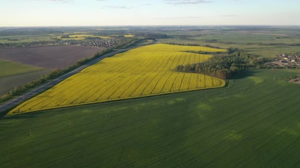 Vista superior del campo de colza amarilla y el pueblo. Un campo sembrado de colza en Belarús. El pueblo es un campo de colza. — Vídeos de Stock