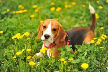 Arka plandaki köpek portresi. Gün batımında kırsal alanda dilsiz bir av köpeği.