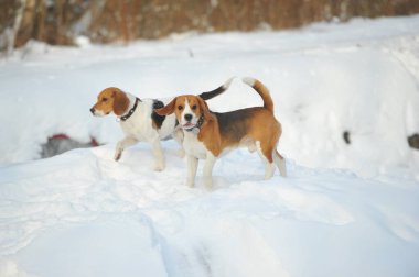 Beagle cinsinin köpekleri kışın açık havada karda oynarlar..