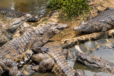 Mauritius adasındaki Timsah Parkı. La Vanilla Doğa Parkı. Timsahlar..