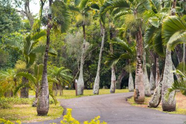 Botanik bahçesindeki Şişe Palmiye Ağacı, Hyophorbe lagenicaulis, Mauritius.
