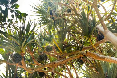 Yaygın tornavida olan Pandanus Utilis Madagaskar, Mauritius ve Seyşeller 'in yerlisidir. Tropikal ülkelerden çok sağlıklı ve lezzetli meyveler..