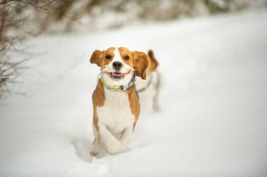 Beagle cinsinin köpekleri kışın açık havada karda oynarlar..