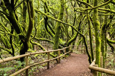 Garajonay Ulusal Parkı, defne ormanı, Laurisilva, La Gomera, Kanarya Adaları İspanya