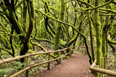 Garajonay National Park, laurel forest, laurisilva, La Gomera, Canary Islands Spain clipart