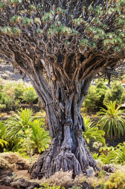 Bin yıllık ejderha ağacı, Icod de los vinos, Tenerife, İspanya.