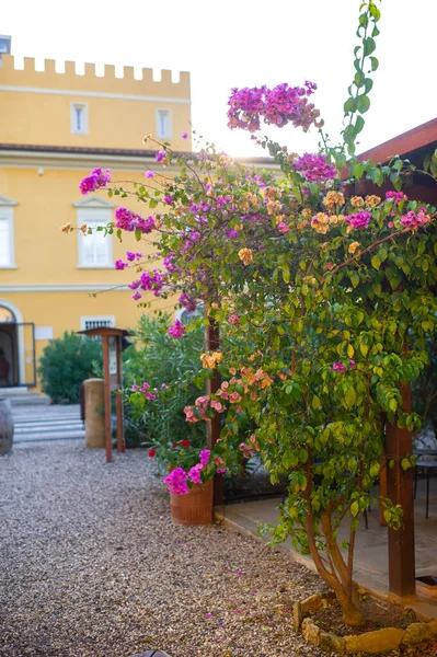 Los Arbustos Con Flores Fondo Una Antigua Villa Región Toscana —  Fotos de Stock