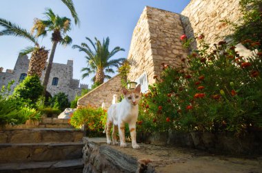 Marmaris seti üzerindeki kalede beyaz kedi. Türkiye.