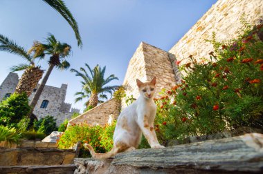 Marmaris seti üzerindeki kalede beyaz kedi. Türkiye.