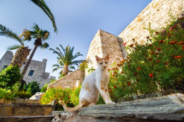 Gato Blanco Fortaleza Terraplén Ciudad Marmaris Turkey — Foto de Stock