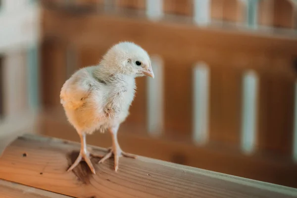 Una Pequeña Gallina Para Techo Casa Toma Sol —  Fotos de Stock