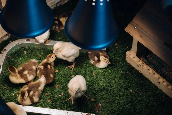 Pollos Pequeños Patitos Disfrutan Hierba Bajo Una Lámpara Patio —  Fotos de Stock