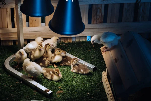 Pollos Pequeños Patitos Disfrutan Hierba Bajo Una Lámpara Patio —  Fotos de Stock