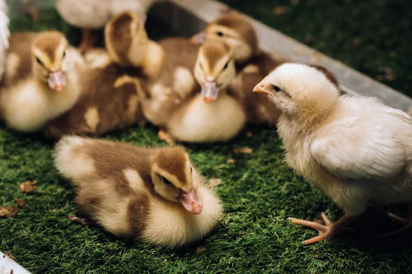 Pollitos Patitos Disfrutan Del Sol Hierba —  Fotos de Stock