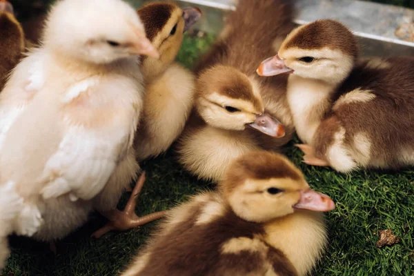 Pollitos Patitos Disfrutan Del Sol Hierba —  Fotos de Stock