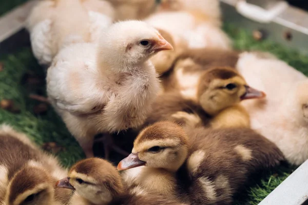 Pollitos Patitos Disfrutan Del Sol Hierba —  Fotos de Stock