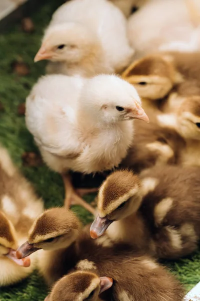 Pollitos Patitos Disfrutan Del Sol Hierba —  Fotos de Stock