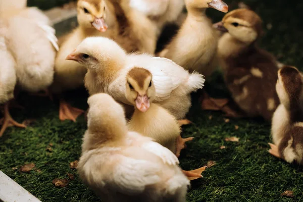 Pollitos Patitos Disfrutan Del Sol Hierba —  Fotos de Stock