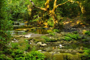 Ormandaki bir dağ nehrinin doğal manzarası. Türkiye.
