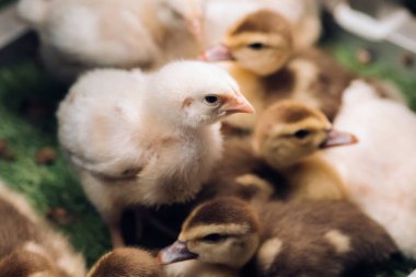 Küçük tavuklar ve ördekler çimlerin üzerinde güneşleniyorlar..