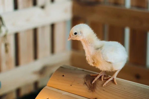 Una Pequeña Gallina Para Techo Casa Toma Sol —  Fotos de Stock