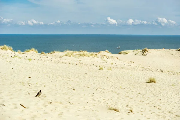 Sanddünen Auf Der Kurischen Nehrung Nahe Der Stadt Nida Klaipeda — Stockfoto