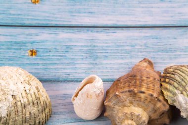 Mavi ahşap arka planda deniz kabukları. Deniz teması..