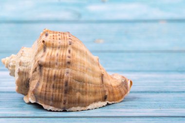 Mavi ahşap arka planda bir deniz kabuğu. Deniz teması..