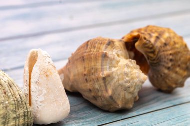 Mavi ahşap arka planda deniz kabukları. Deniz teması..