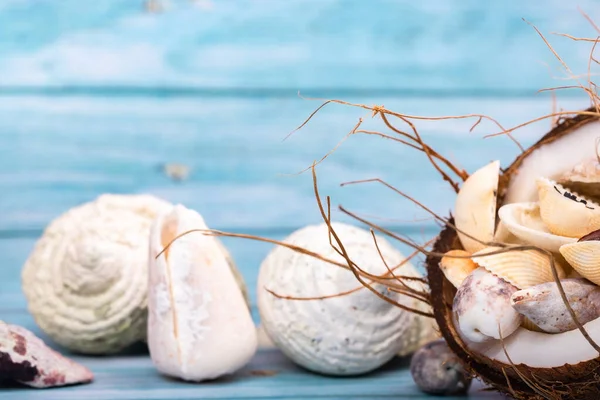 Noix Coco Coquillages Sur Fond Bois Bleu Thème Marin — Photo