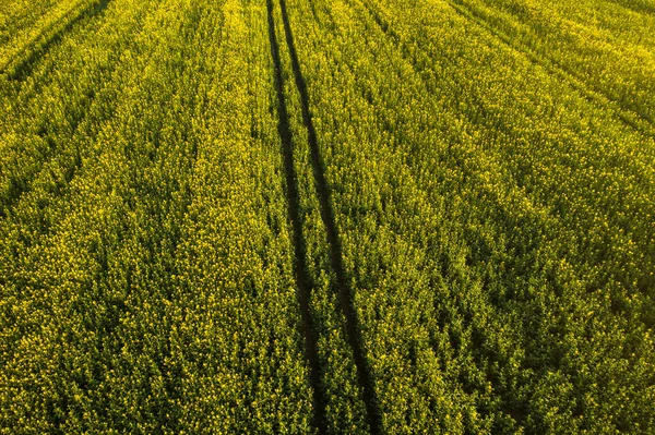 Vue Haut Champ Colza Jaune Après Pluie Biélorussie Une Zone — Photo