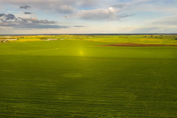 Top View Sown Green Bussius Agriculture Bnowus Texture — стокове фото