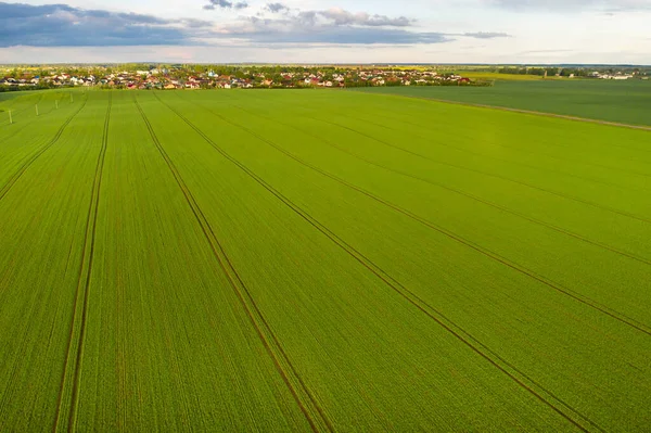 Vista Superior Del Verde Sembrado Bielorrusia Agricultura Bielorrusia Textura — Foto de Stock
