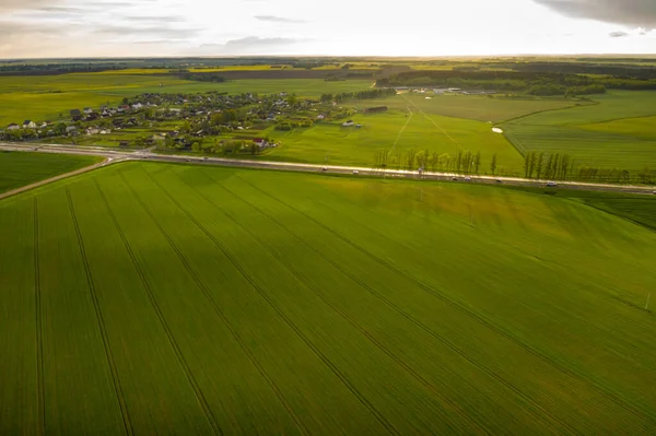 Vista Superior Del Verde Sembrado Bielorrusia Agricultura Bielorrusia Textura —  Fotos de Stock