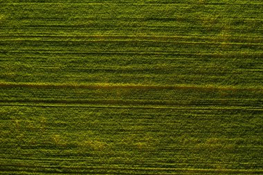 Beyaz Rusya 'da ekili yeşilin en üst görüntüsü. Beyaz Rusya' da tarım. Doku..
