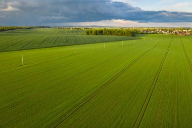 Beyaz Rusya 'da ekili yeşilin en üst görüntüsü. Beyaz Rusya' da tarım. Doku..