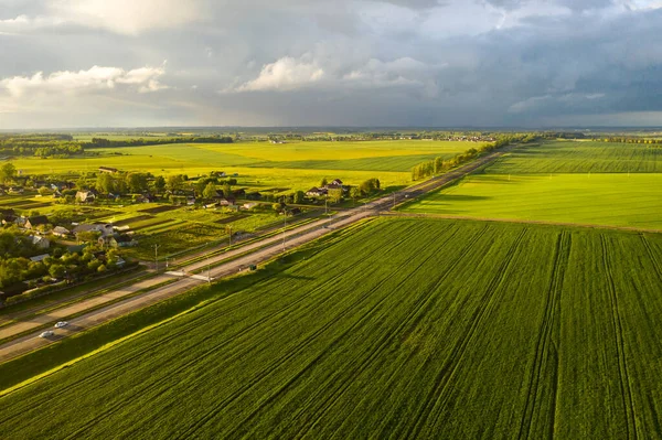 Top View Sown Green Bussius Agriculture Bnowus Texture — стокове фото