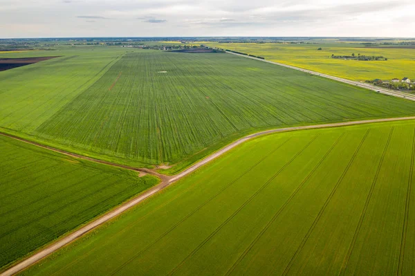 Top View Sown Green Bussius Agriculture Bnowus Texture — стокове фото