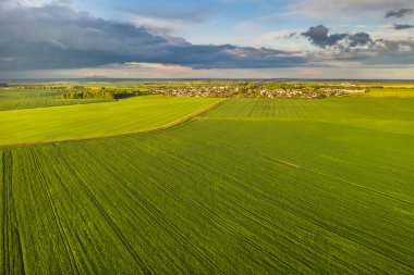 Beyaz Rusya 'da ekili yeşilin en üst görüntüsü. Beyaz Rusya' da tarım. Doku..
