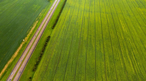 Top View Sown Green Bussius Agriculture Bnowus Texture — стокове фото