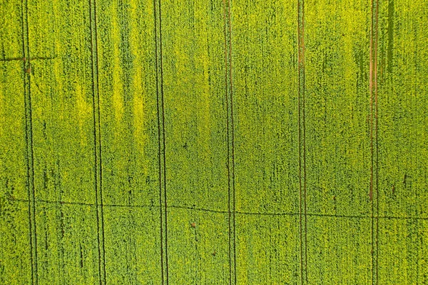 Vista Superior Verde Semeado Belarus Agriculture Belarus Texture — Fotografia de Stock