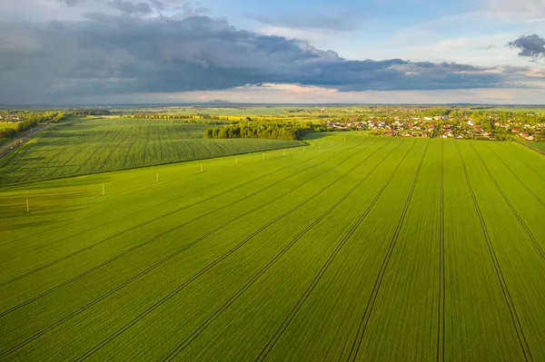 Vista Superior Del Verde Sembrado Bielorrusia Agricultura Bielorrusia Textura —  Fotos de Stock