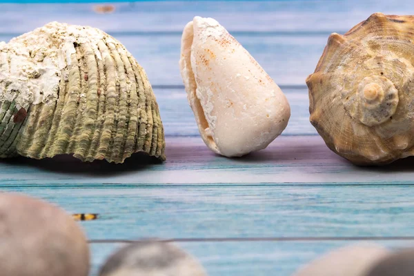 Conchas Fundo Madeira Azul Tema Marinho — Fotografia de Stock